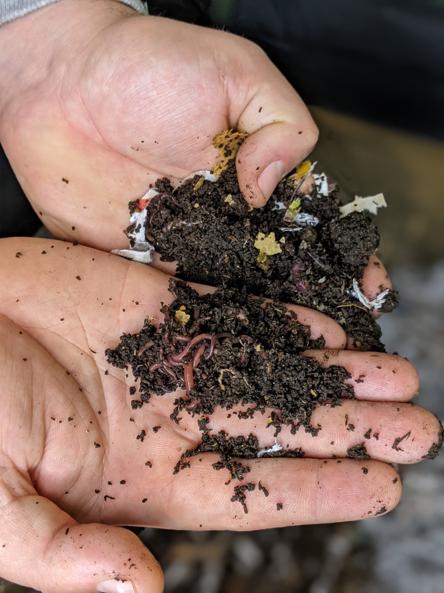 Worm Castings Compost Tea